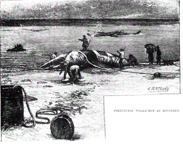 19th CENTURY WHALING TALES. VIST0089l